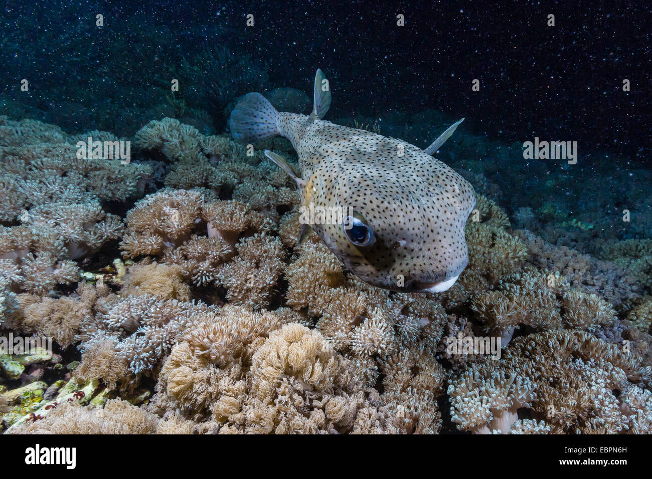 Porcupinefish (Diodon hystrix) a notte sulla barriera corallina a Sebayur isola, Isola di Komodo National Park, Indonesia, sud-est asiatico Foto Stock