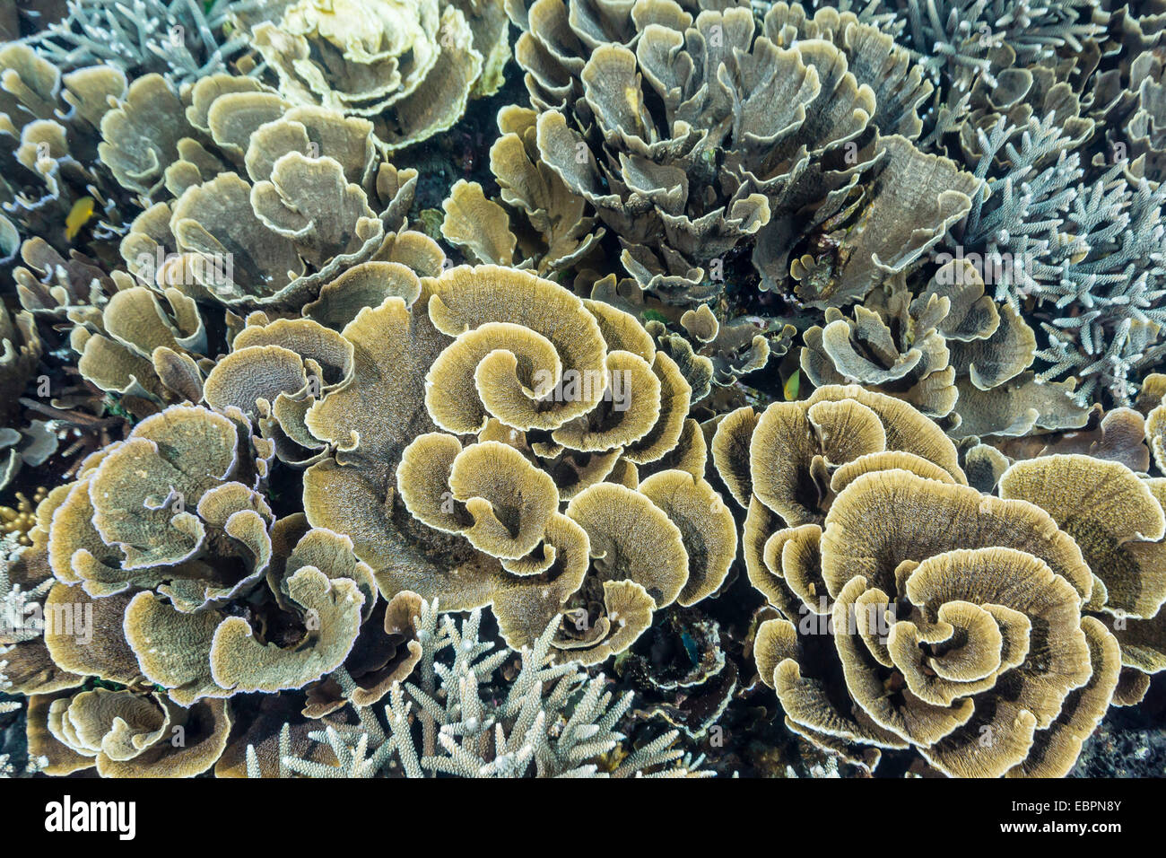 Una profusione di coralli duri e molli sul sottomarino Siaba Kecil, Isola di Komodo National Park, Indonesia, Asia sud-orientale, Asia Foto Stock