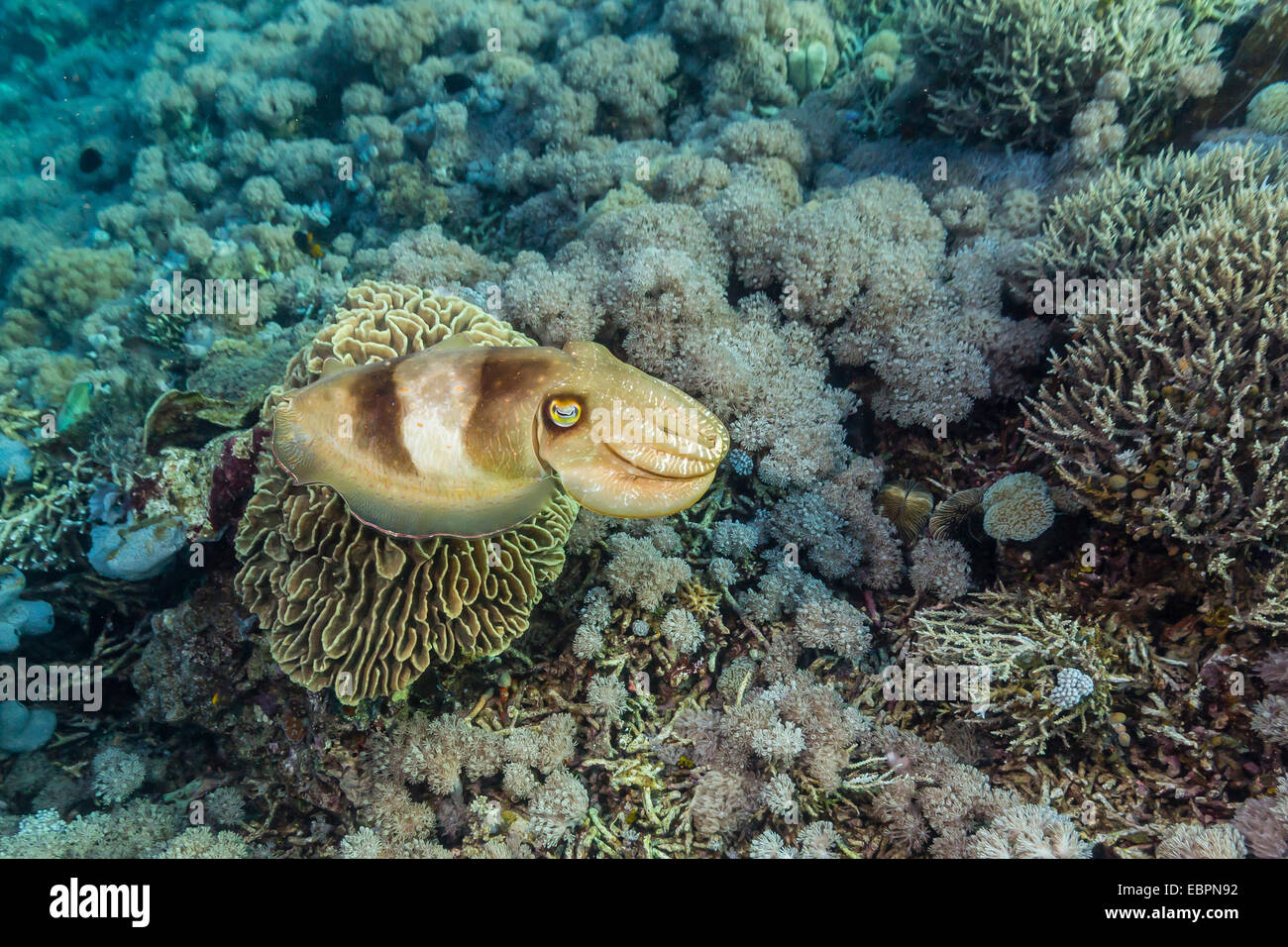 Adulto broadclub Seppie (Sepia latimanus), Sebayur isola, Isola di Komodo National Park, Indonesia, Asia sud-orientale, Asia Foto Stock
