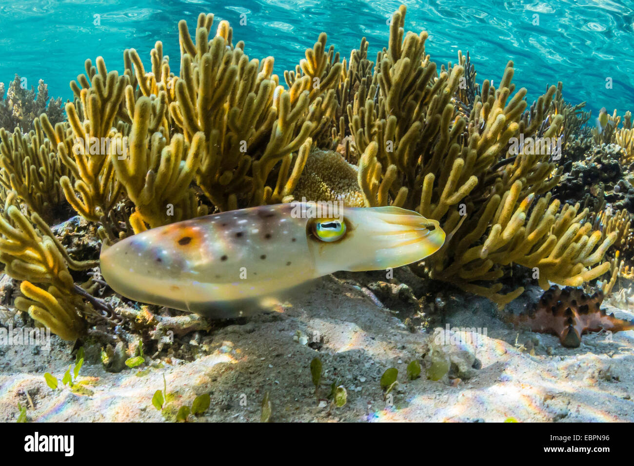 Adulto broadclub Seppie (Sepia latimanus), Sebayur isola, Isola di Komodo National Park, Indonesia, Asia sud-orientale, Asia Foto Stock