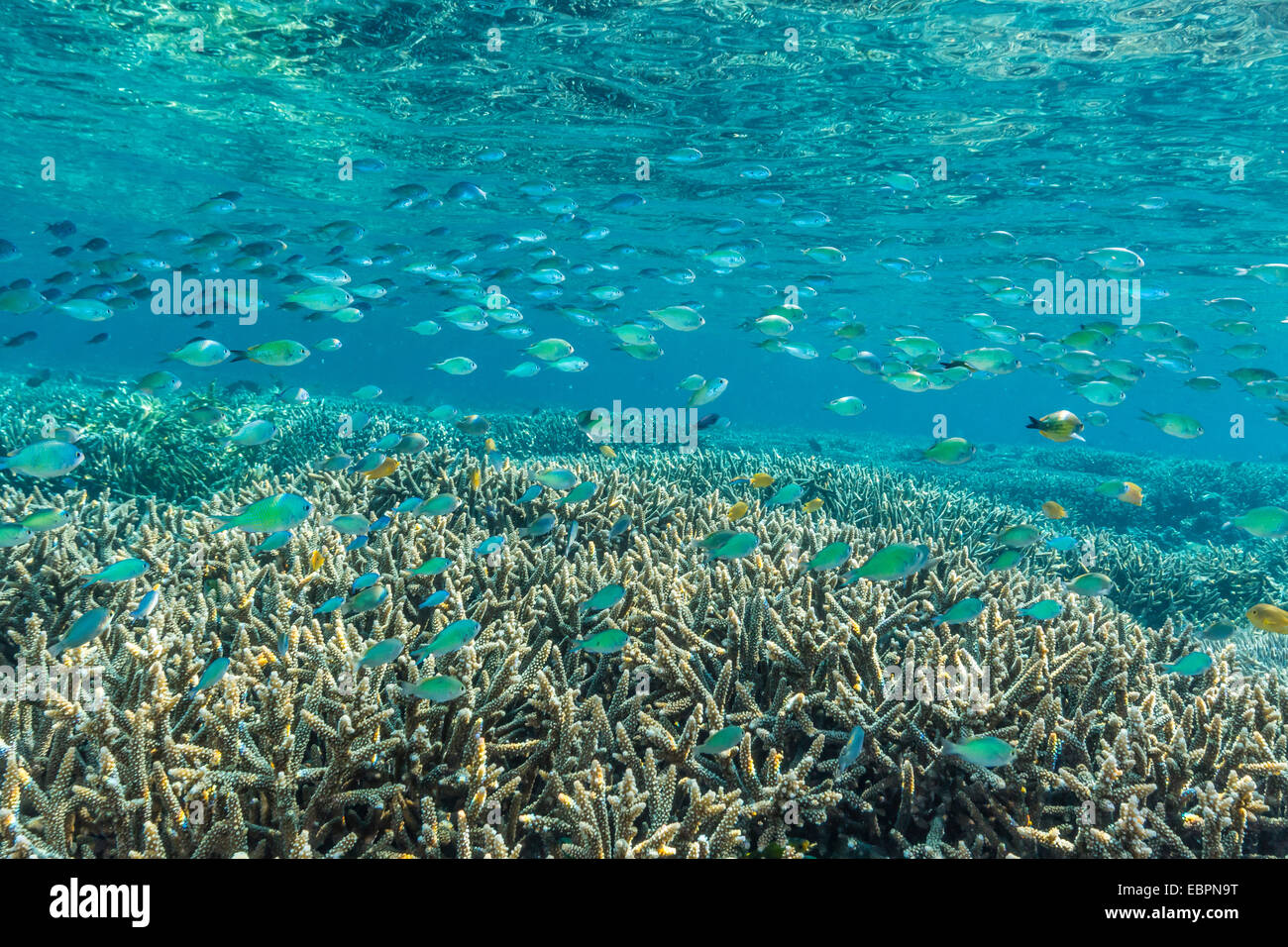 Coralli duri e molli e pesci di scogliera sottomarina Sebayur sull isola, Isola di Komodo National Park, Indonesia, Asia sud-orientale, Asia Foto Stock
