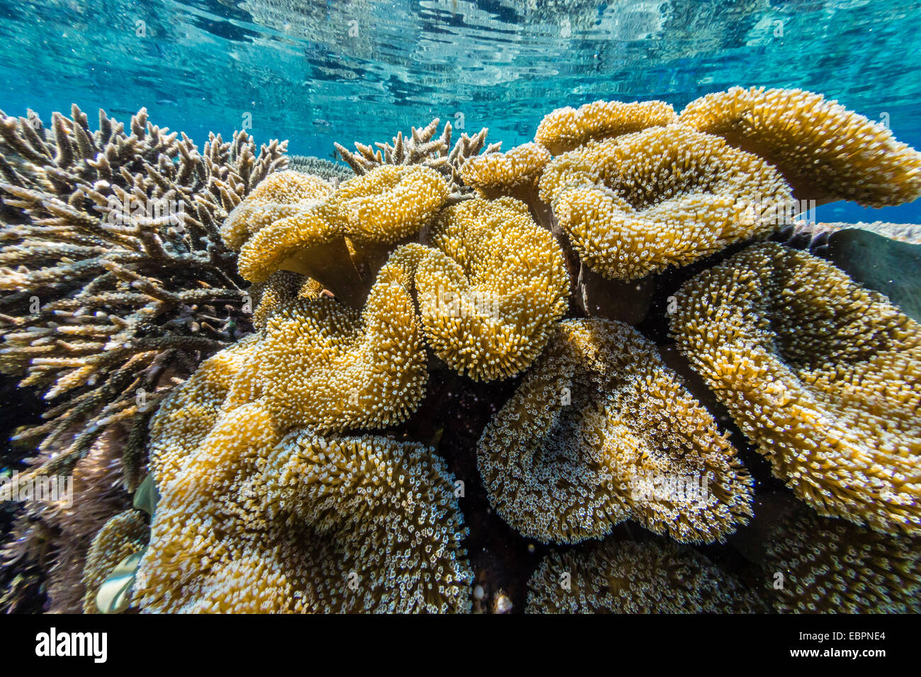 Coralli duri e molli e pesci di scogliera sottomarina Sebayur sull isola, Isola di Komodo National Park, Indonesia, Asia sud-orientale, Asia Foto Stock