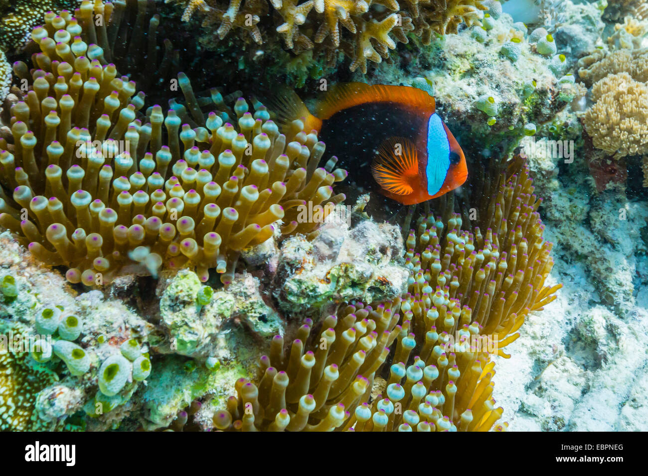 Anemonefish in anemone sulla scogliera sottomarina su Jaco isola, mare di Timor, Timor orientale, Asia sud-orientale, Asia Foto Stock