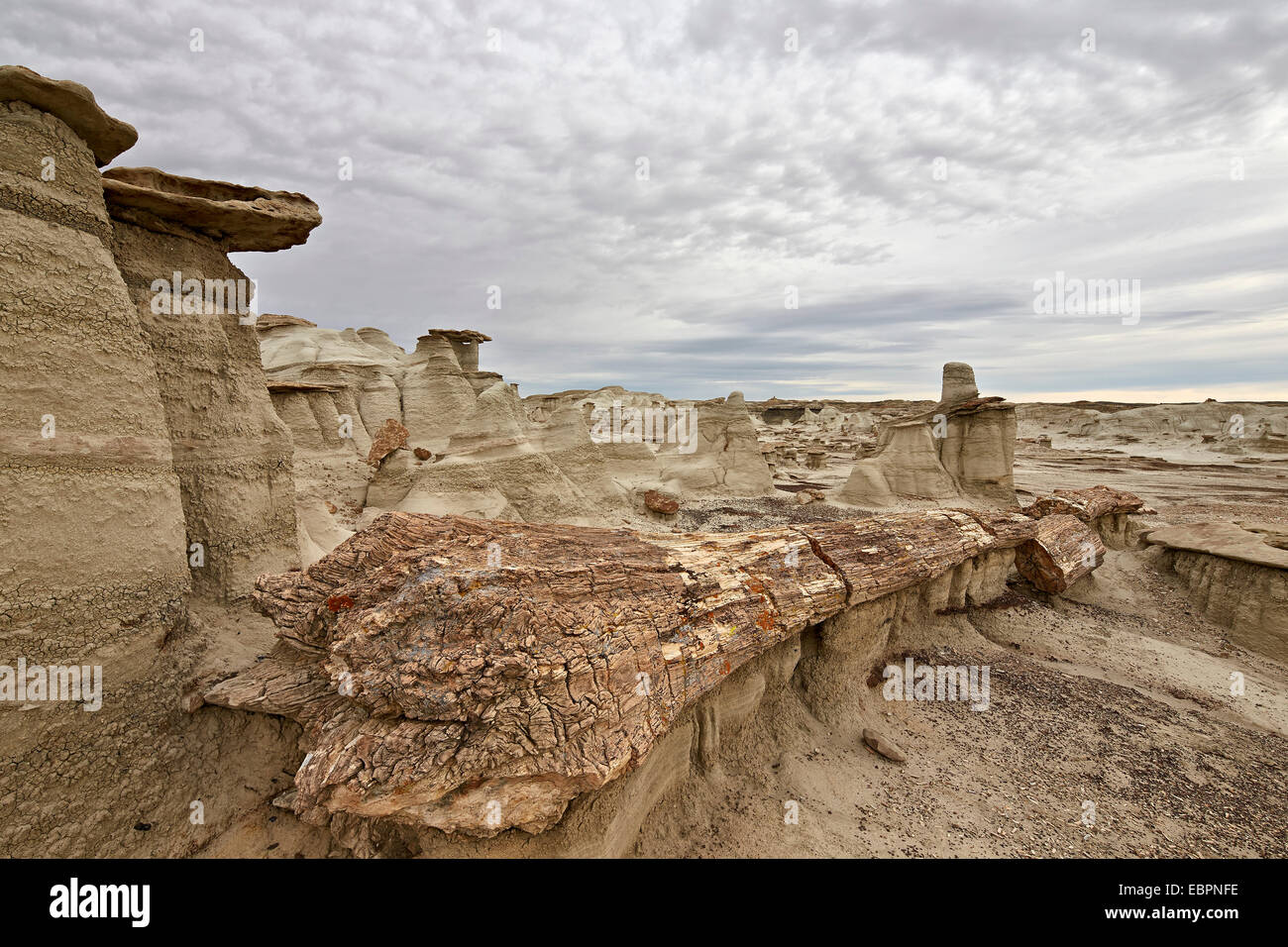 Pietrificati tronco di albero in badlands, Bisti deserto, Nuovo Messico, Stati Uniti d'America, America del Nord Foto Stock