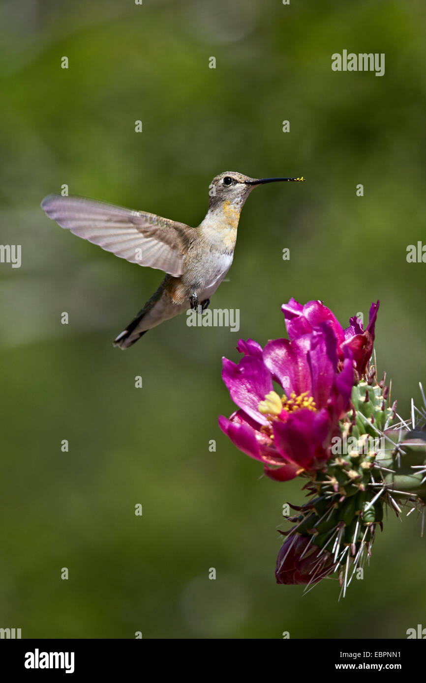 Ampio femmina-tailed hummingbird alimentando ad una Walkingstick Cholla (canna Cholla) (Opuntia spinosior), Arizona, Stati Uniti d'America Foto Stock