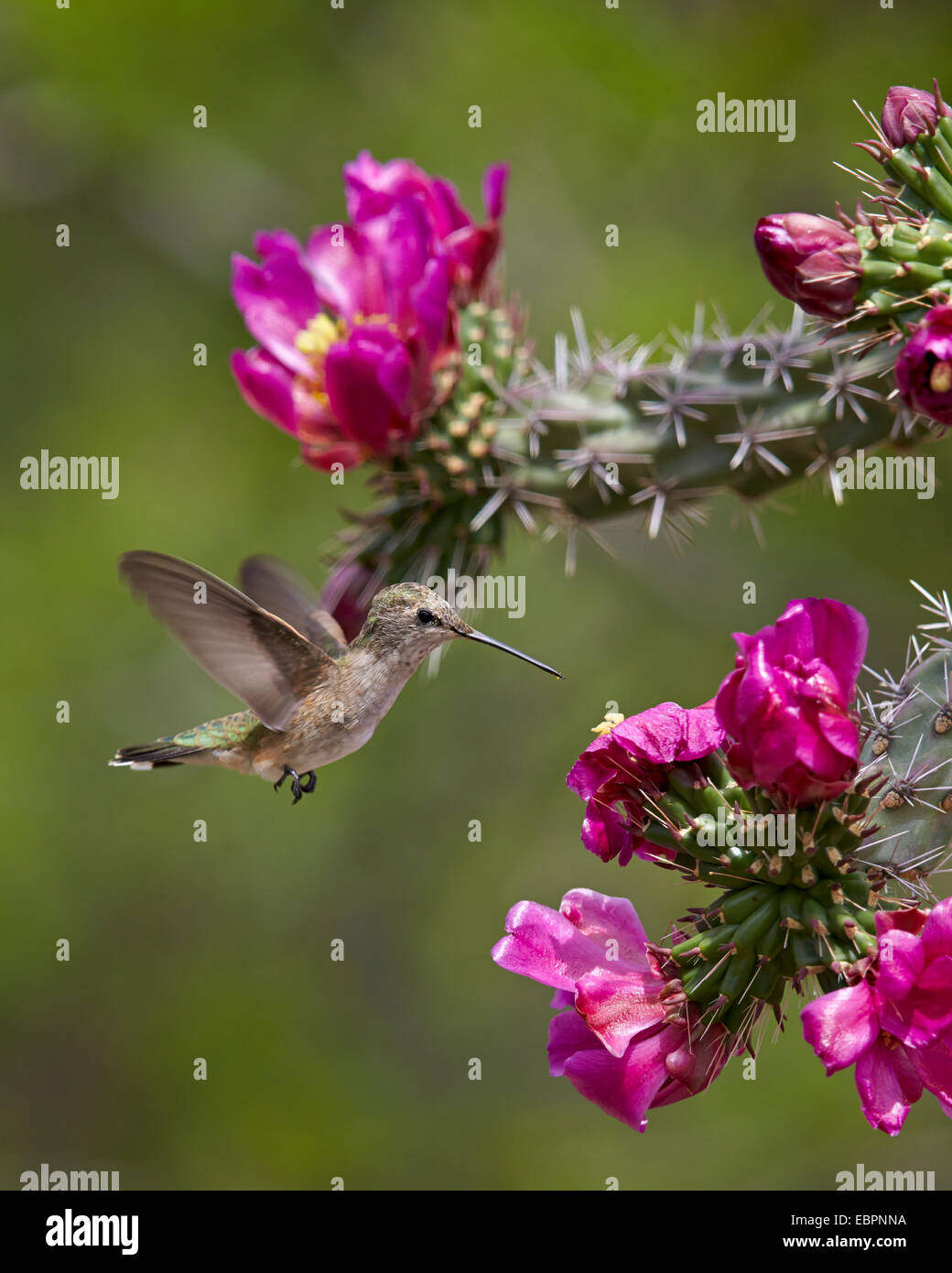 Ampio femmina-tailed hummingbird alimentando ad una Walkingstick Cholla (canna Cholla) (Opuntia spinosior), Arizona, Stati Uniti d'America Foto Stock