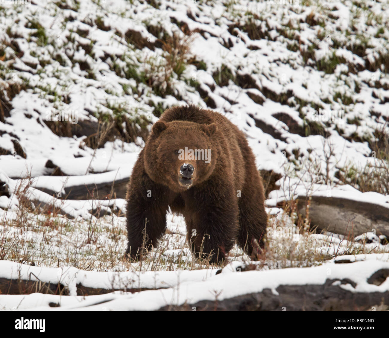 Orso grizzly (Ursus arctos horribilis) nella neve in primavera, il Parco Nazionale di Yellowstone, Wyoming, Stati Uniti d'America Foto Stock
