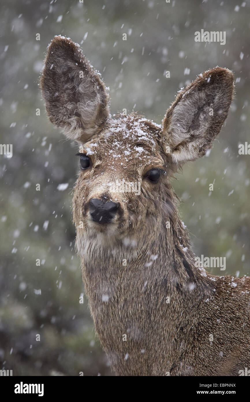 Young Mule Deer (Odocoileus hemionus) in una tempesta di neve in primavera, il Parco Nazionale di Yellowstone, Wyoming USA Foto Stock