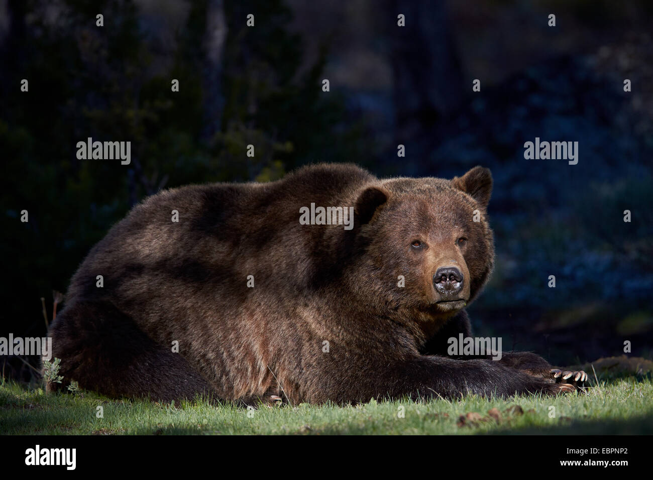 Orso grizzly (Ursus arctos horribilis) di appoggio, il Parco Nazionale di Yellowstone, Wyoming negli Stati Uniti d'America, America del Nord Foto Stock