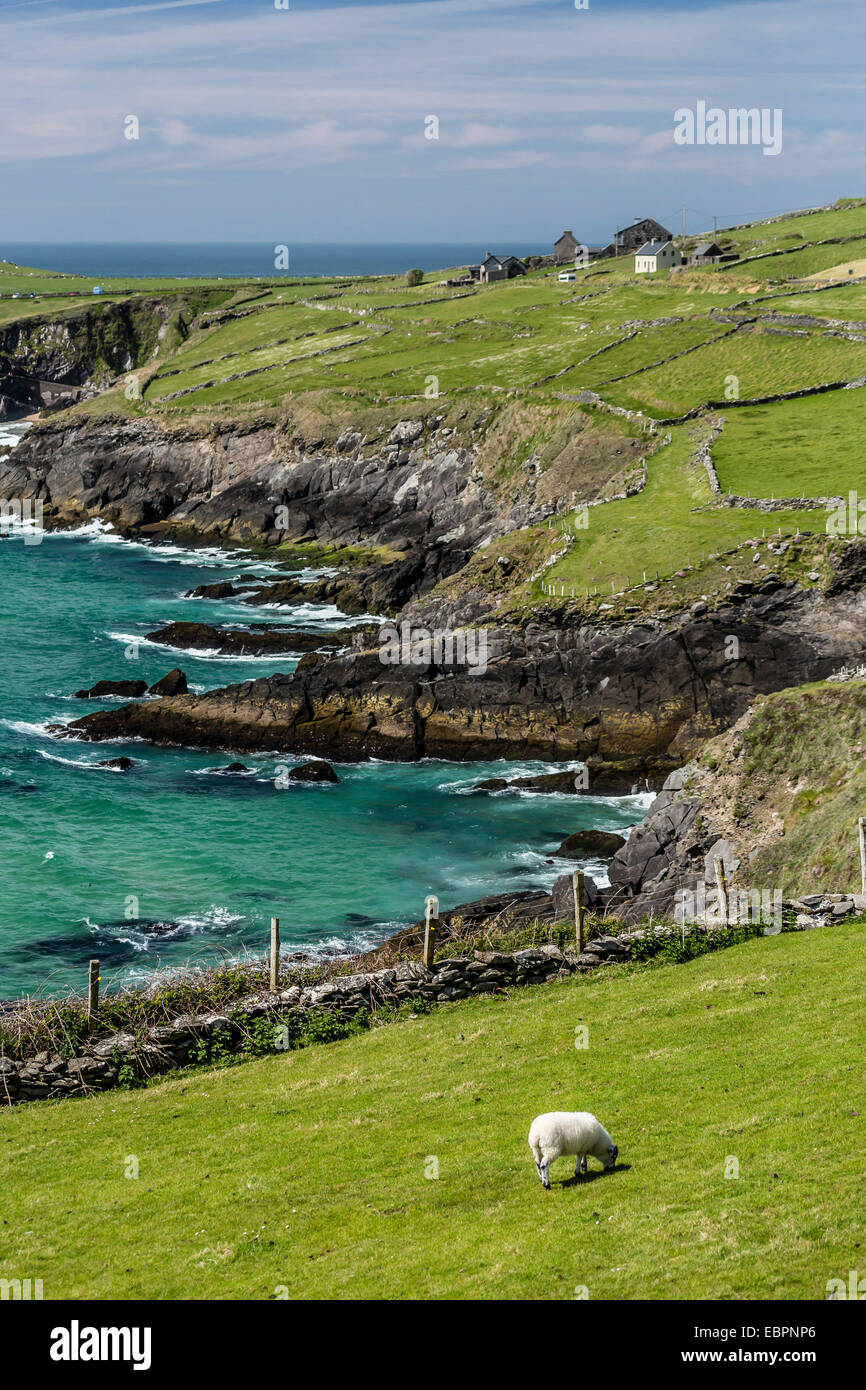 Pecore recinzioni e pareti di roccia lungo la penisola di Dingle, nella contea di Kerry, Munster, Repubblica di Irlanda, Europa Foto Stock