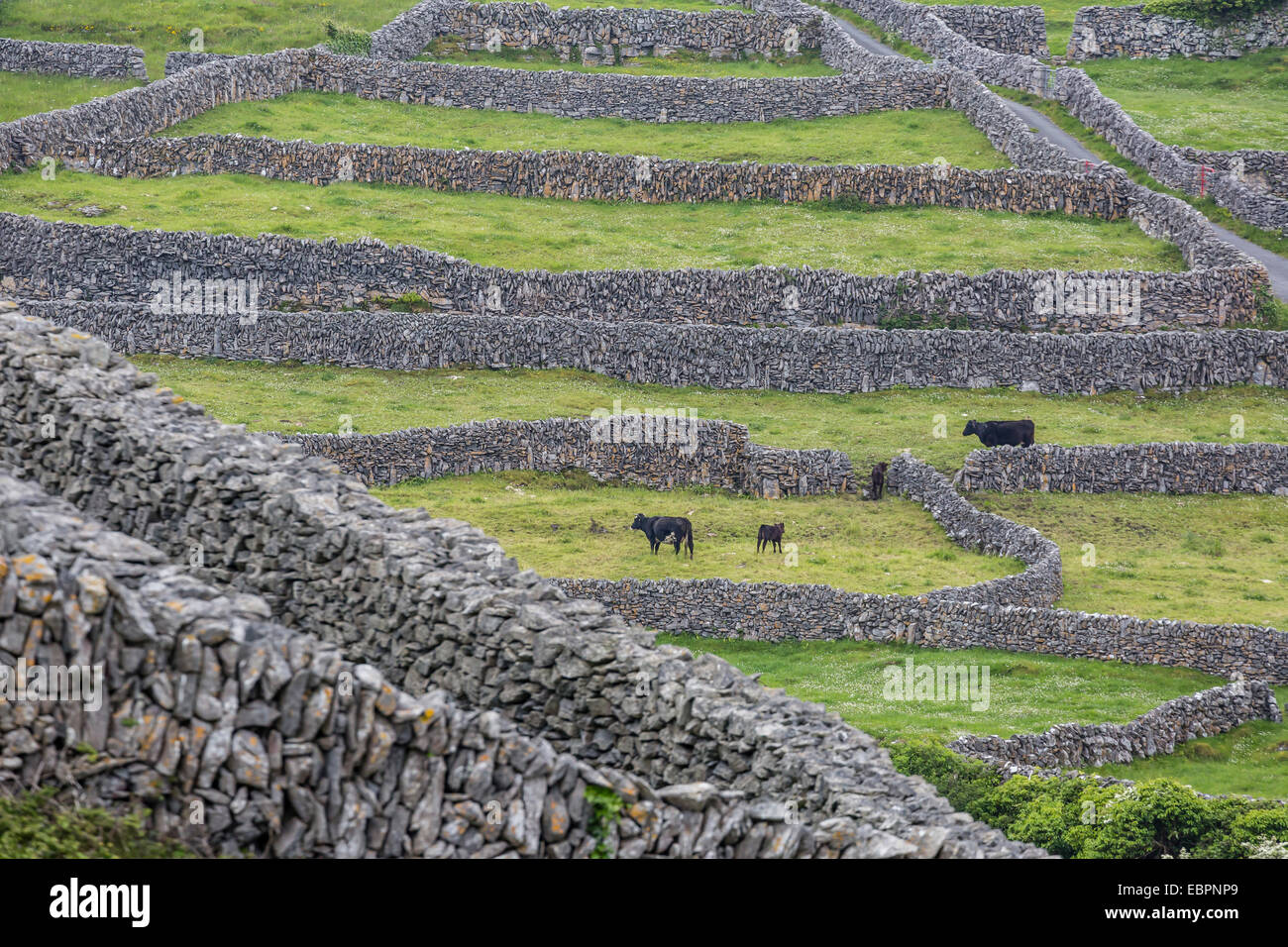 Pareti di roccia creare piccoli paddock per gli ovini e i bovini su Inisheer, la più orientale delle Isole Aran, Repubblica di Irlanda Foto Stock