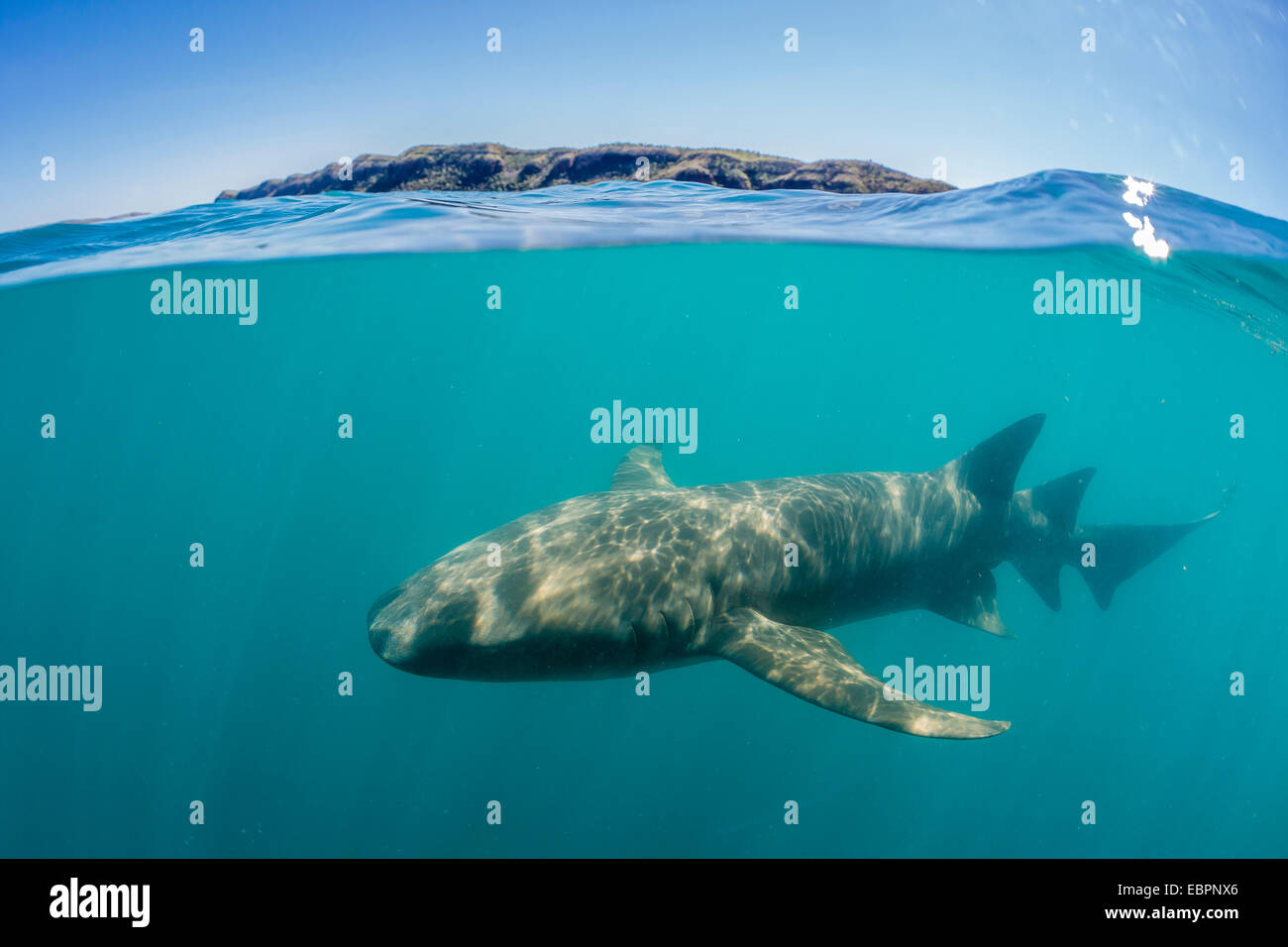 Al di sopra e al di sotto di guardare un fulvo squalo nutrice (Nebrius ferrugineus) nuotare nella baia di Talbot, Kimberley, Australia occidentale Foto Stock
