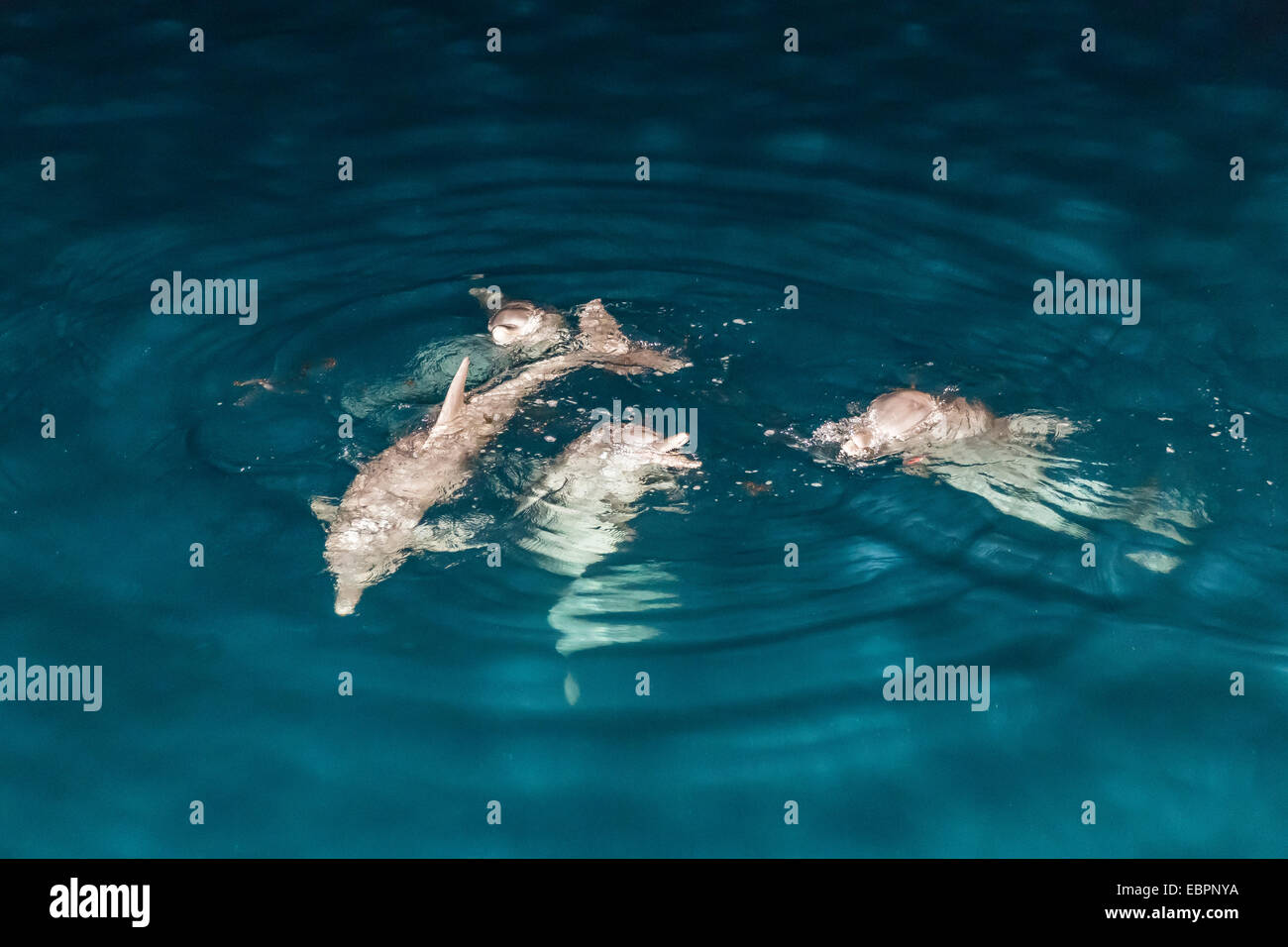 Indo-pacifico delfino maggiore (Tursiops aduncus) socializzare e l'alimentazione di notte in Yampi Bay, Kimberley, Australia Foto Stock
