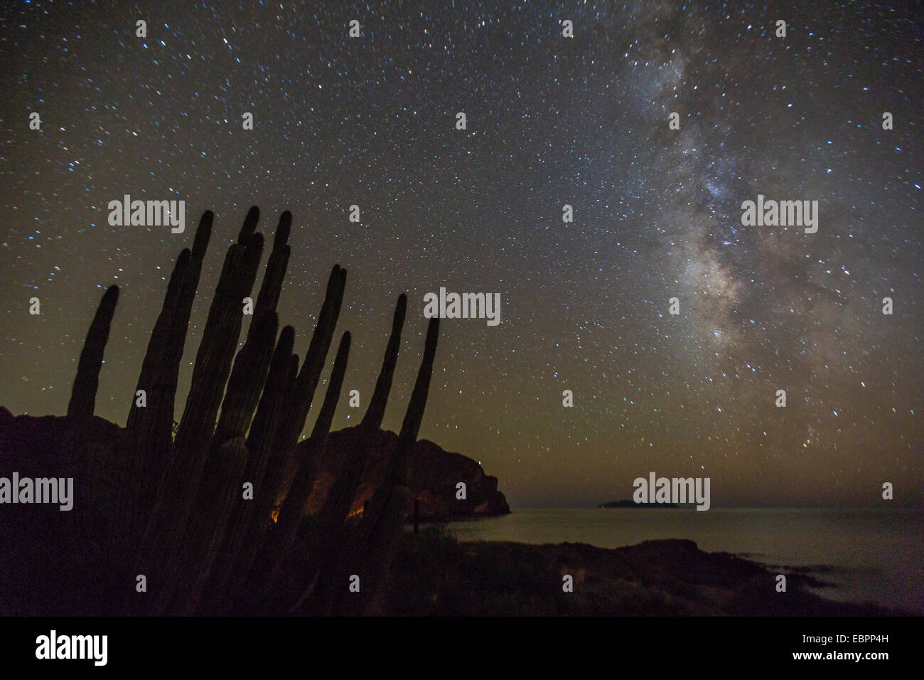 Vista notturna della Via Lattea con organo a canne cactus (Stenocereus thurberi) in primo piano, Himalaya Beach, Sonora, Messico Foto Stock