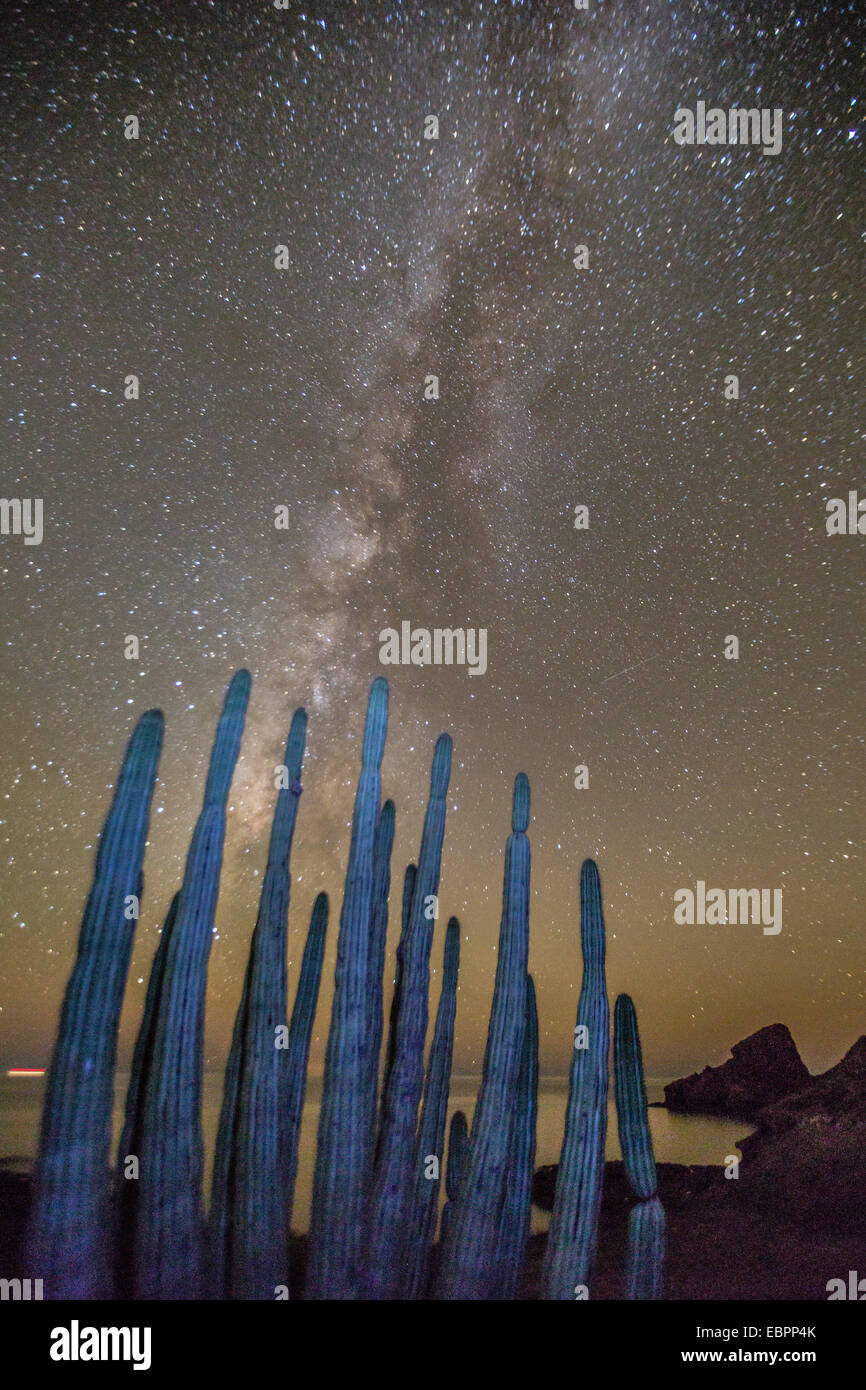 Vista notturna della Via Lattea con organo a canne cactus (Stenocereus thurberi) in primo piano, Himalaya Beach, Sonora, Messico Foto Stock