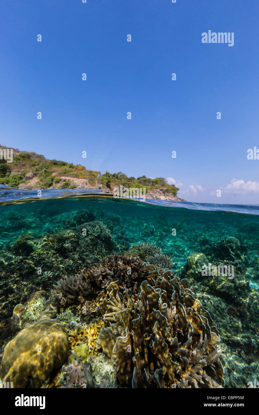 Scogliera sottomarina sistema della riserva marina su Moya Isola, Nusa Tenggara provincia, Indonesia, Asia sud-orientale, Asia Foto Stock
