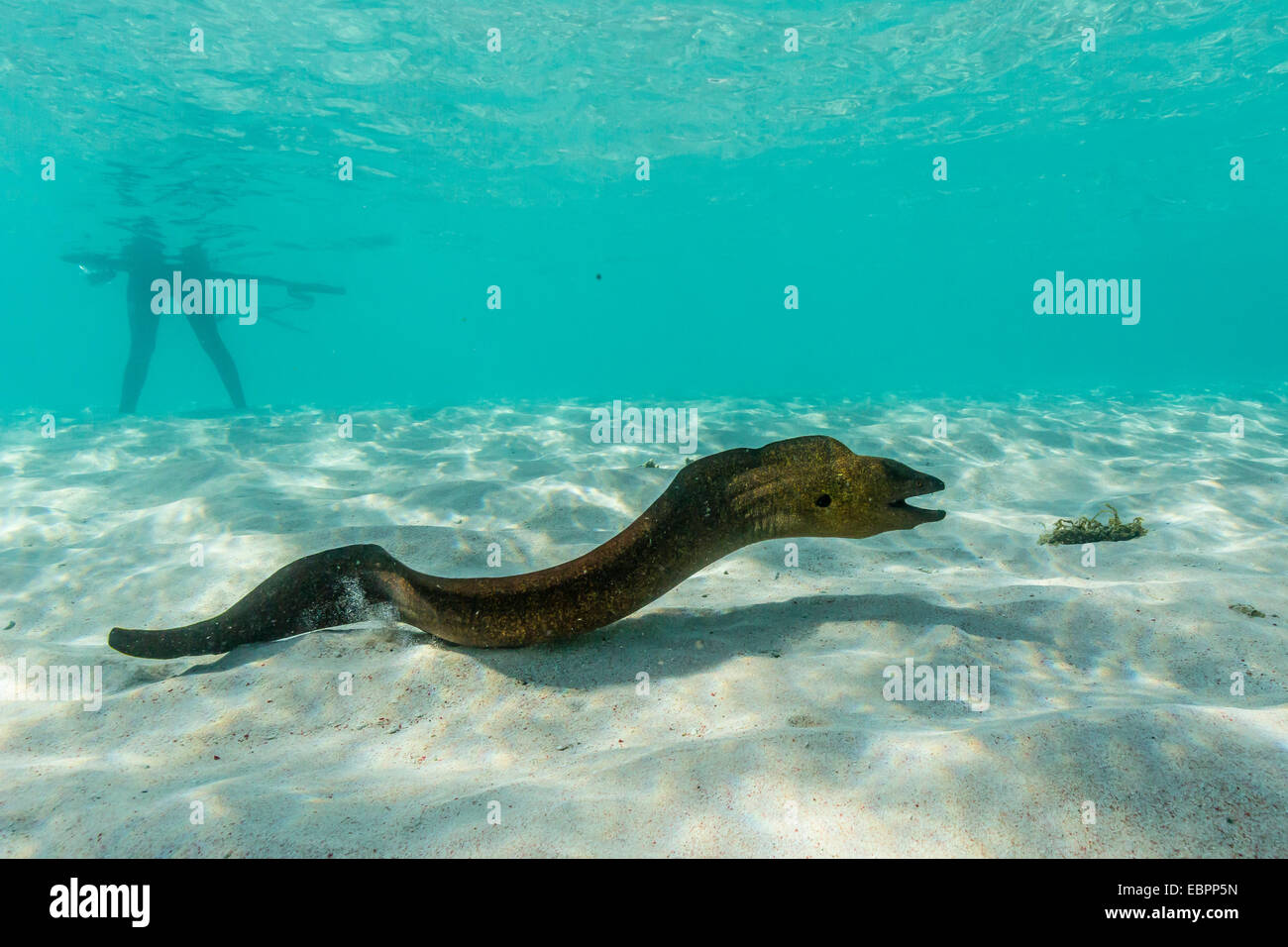 Yellowmargin moray eel underwater sulla sabbia rosa Beach, Parco Nazionale di Komodo, Isola di Komodo, Indonesia, Asia Foto Stock