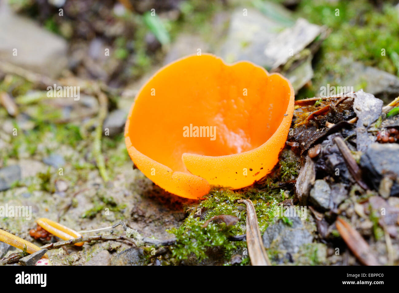 Aleuria aurantia, scorza d'arancia fungo, Wales, Regno Unito Foto Stock