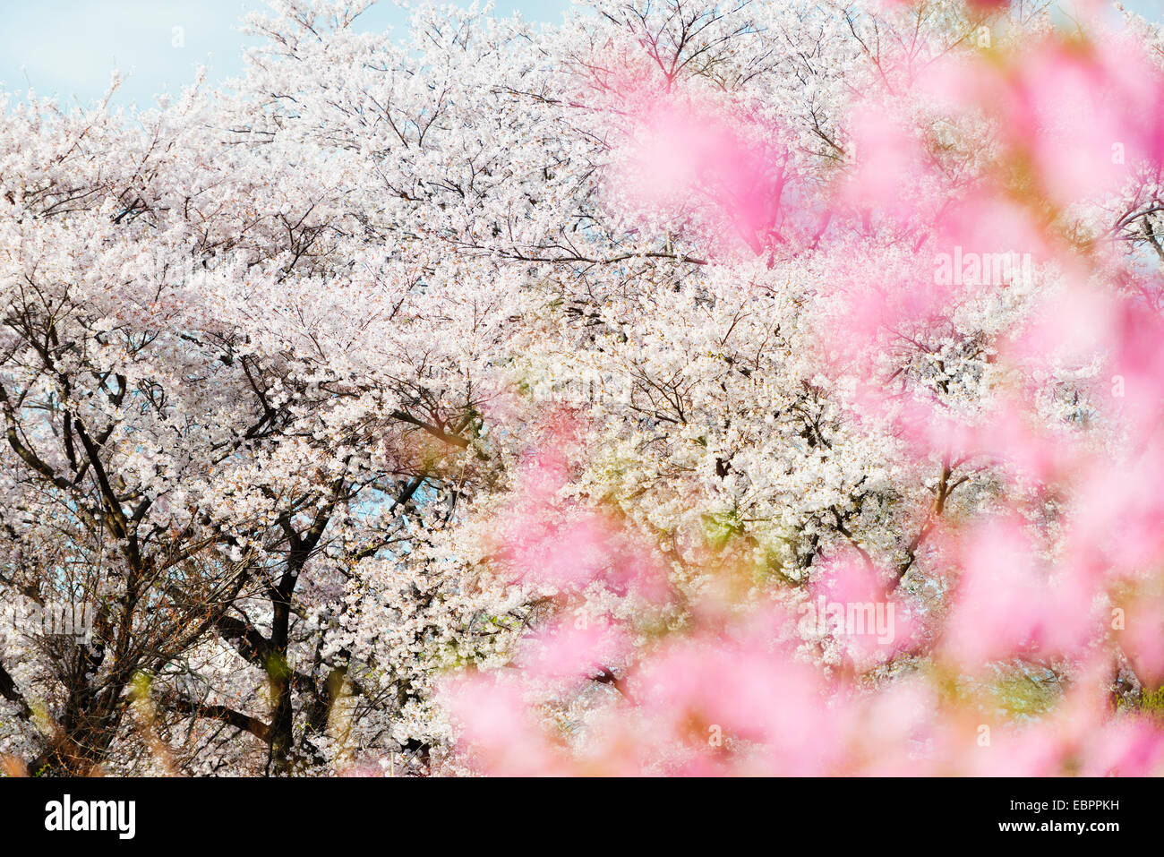 La molla Cherry Blossom Festival, Jinhei, Corea del Sud, Asia Foto Stock