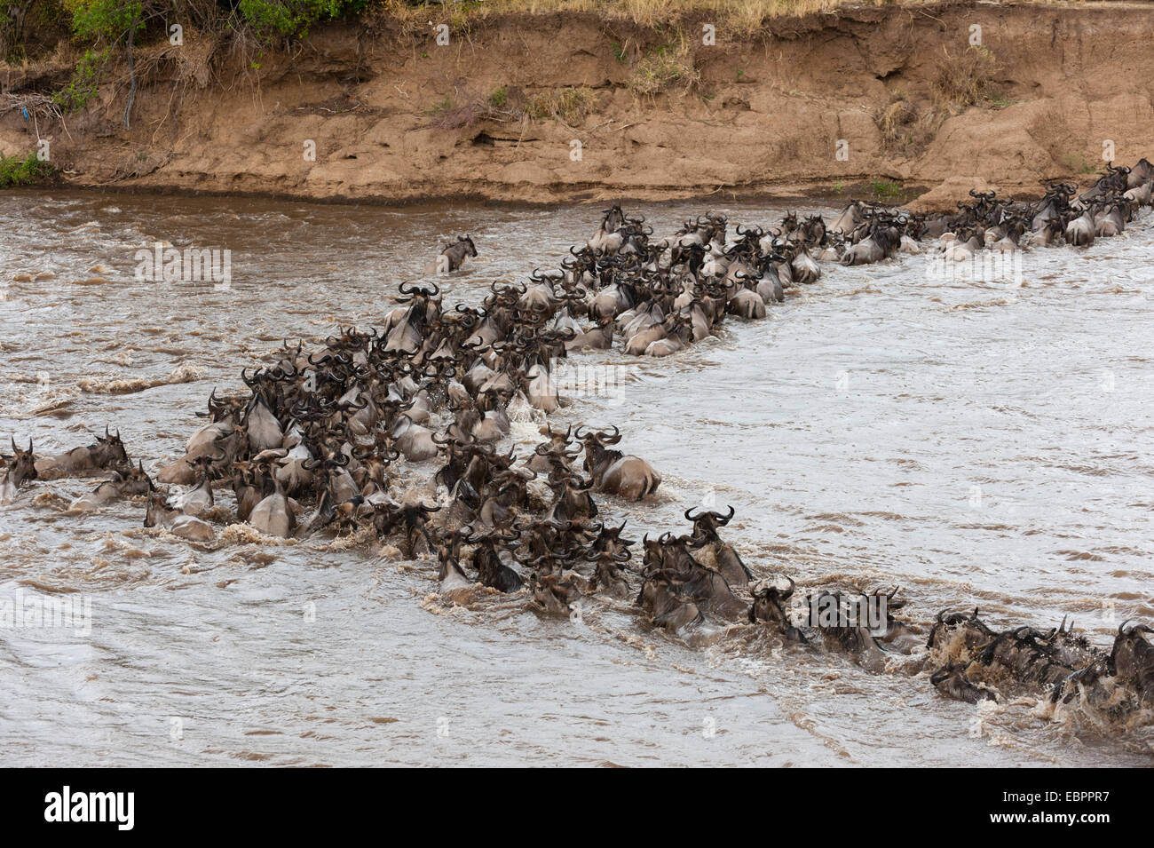 Gnu (Connochaetes taurinus) attraversando il fiume Mara, il Masai Mara, Kenya, Africa orientale, Africa Foto Stock