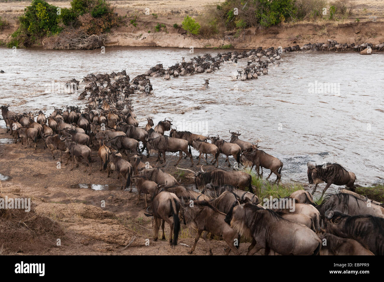 Gnu (Connochaetes taurinus) attraversando il fiume Mara, il Masai Mara, Kenya, Africa orientale, Africa Foto Stock