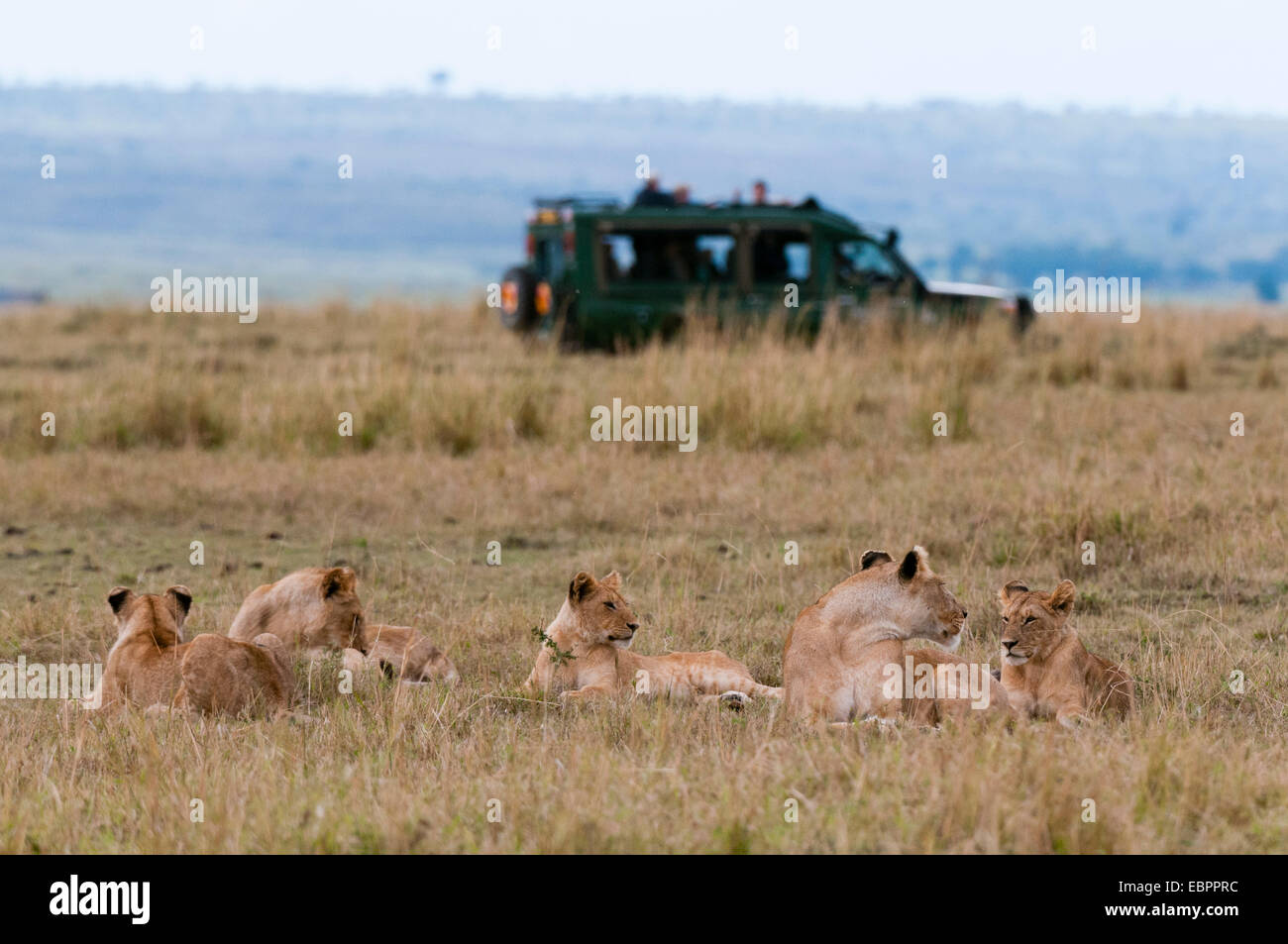 Lion (Panthera leo), il Masai Mara, Kenya, Africa orientale, Africa Foto Stock