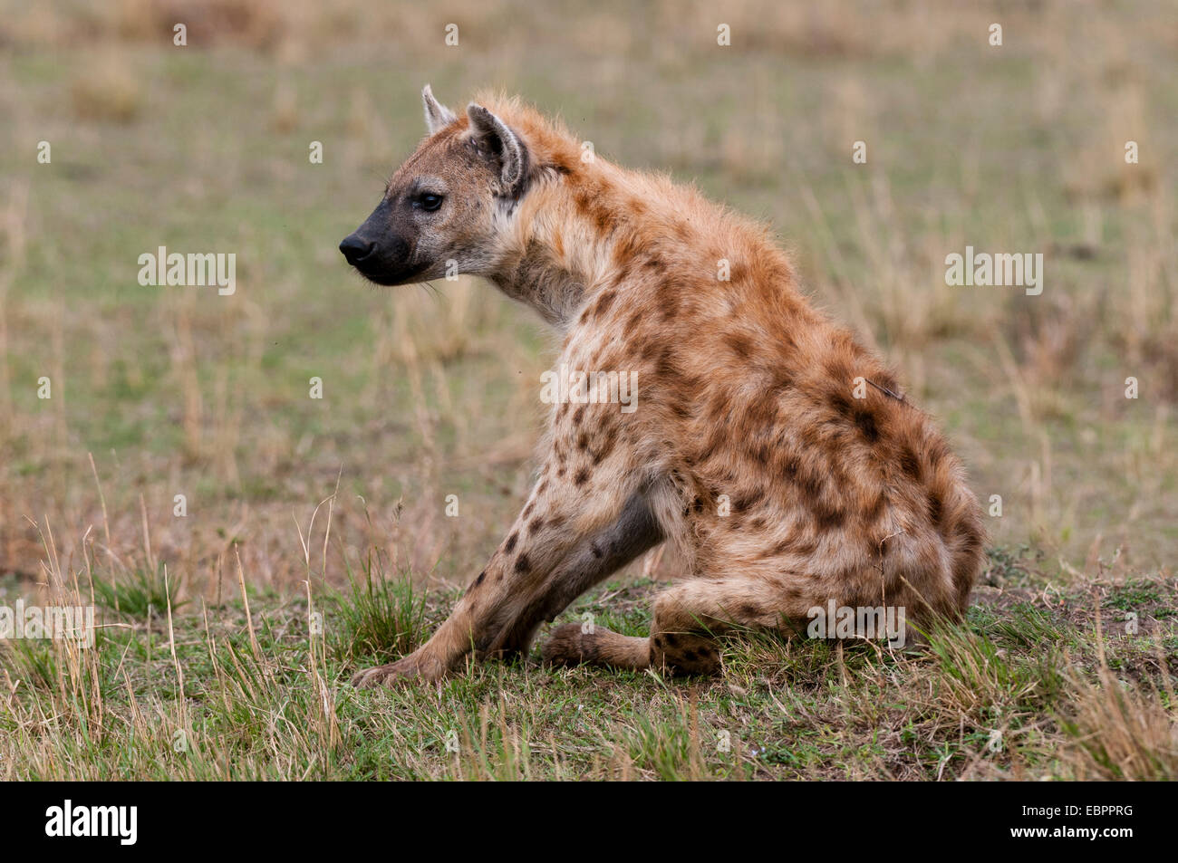 Spotted hyaena (Crocuta crocuta), il Masai Mara, Kenya, Africa orientale, Africa Foto Stock