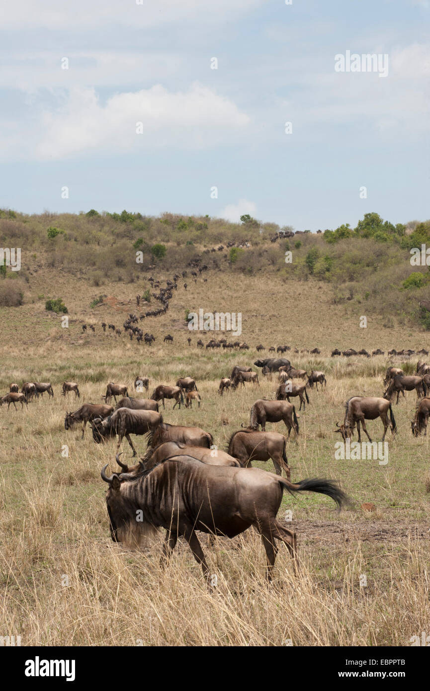 Gnu (Connochaetes taurinus), il Masai Mara, Kenya, Africa orientale, Africa Foto Stock