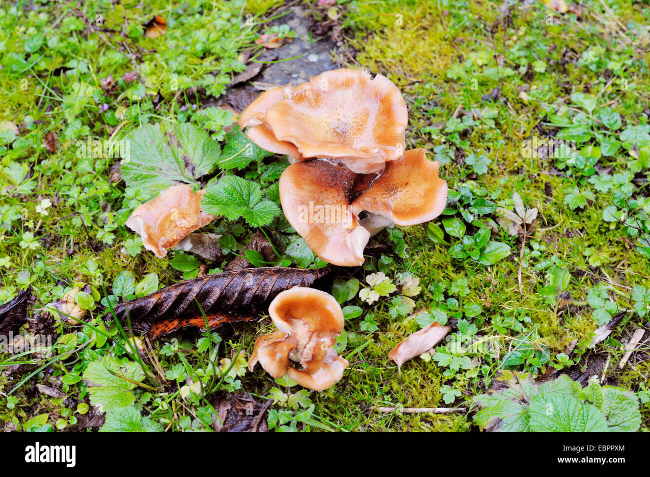 Armillaria, miele fungo, Wales, Regno Unito. Foto Stock