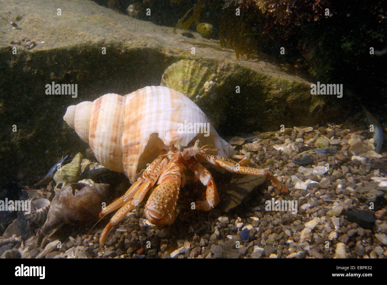 Comune granchio eremita (Pagurus bernhardus), in un comune buccino shell in un rockpool, La Penisola di Gower, Wales, Regno Unito Foto Stock