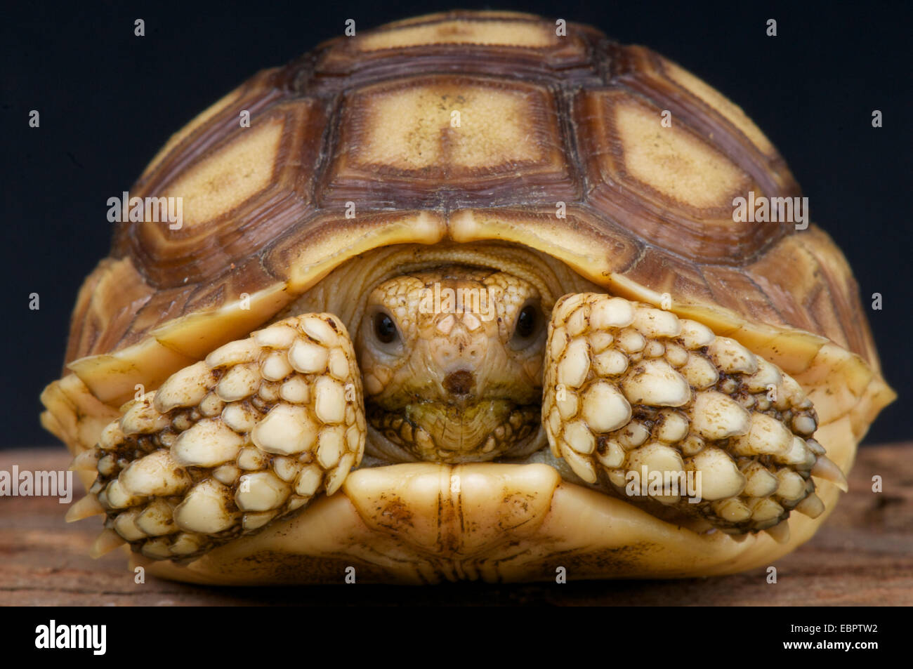 African spronato tartaruga (Centrochelys sulcata) Foto Stock