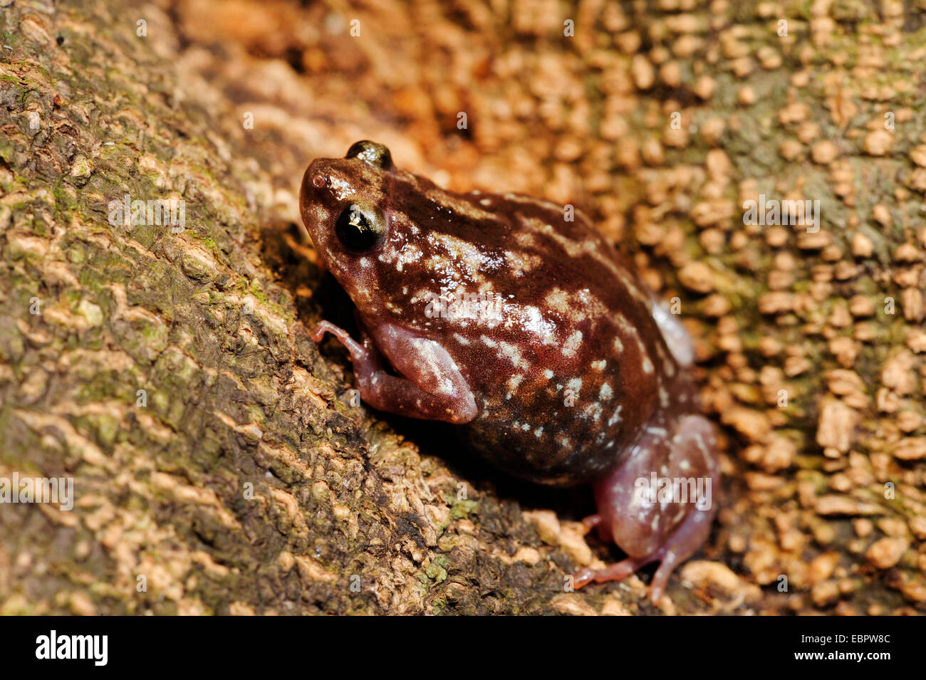 Termite nest frog, variabile ramanella, bianco-panciuto pug muso di rana Ramanella (cfr variegata), una strisciante sul terreno, Sri Lanka, Sinharaja Forest National Park Foto Stock
