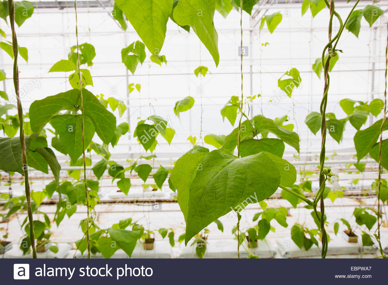 Vigne con foglie verdi che crescono in serra Foto Stock