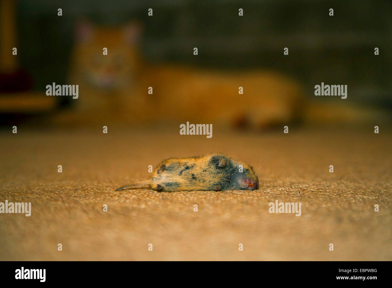 Topo morto sul pavimento immagini e fotografie stock ad alta risoluzione -  Alamy