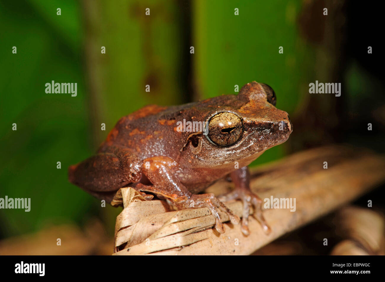 Arbusto (rana Philautus spec.), seduta su una foglia, Sri Lanka, Sinharaja Forest National Park Foto Stock