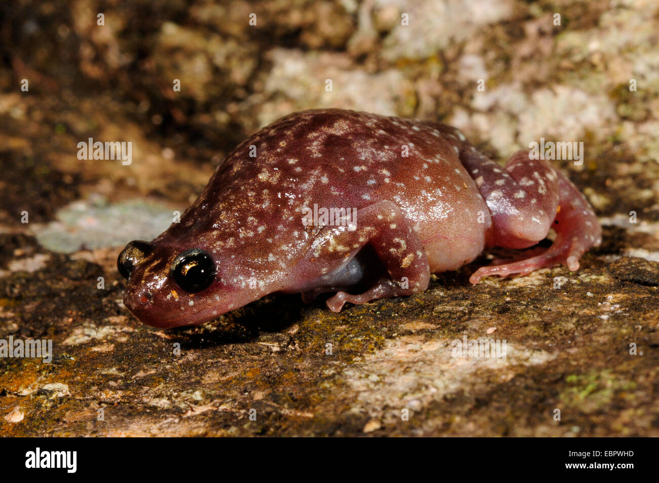 Termite nest frog, variabile ramanella, bianco-panciuto pug muso di rana Ramanella (cfr variegata), una strisciante sul terreno, Sri Lanka, Sinharaja Forest National Park Foto Stock