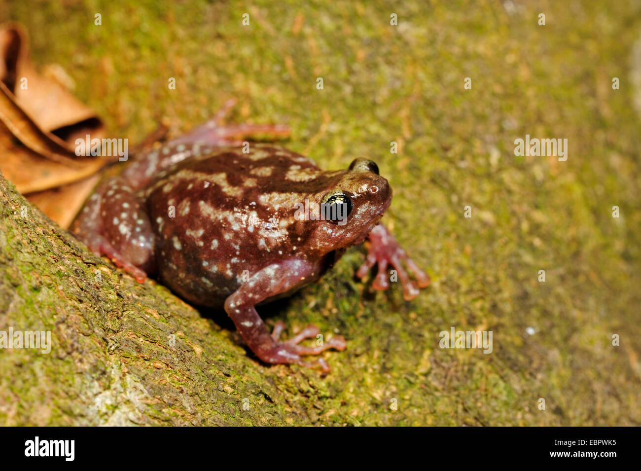 Termite nest frog, variabile ramanella, bianco-panciuto pug muso di rana Ramanella (cfr variegata), sittin sul terreno, Sri Lanka, Sinharaja Forest National Park Foto Stock