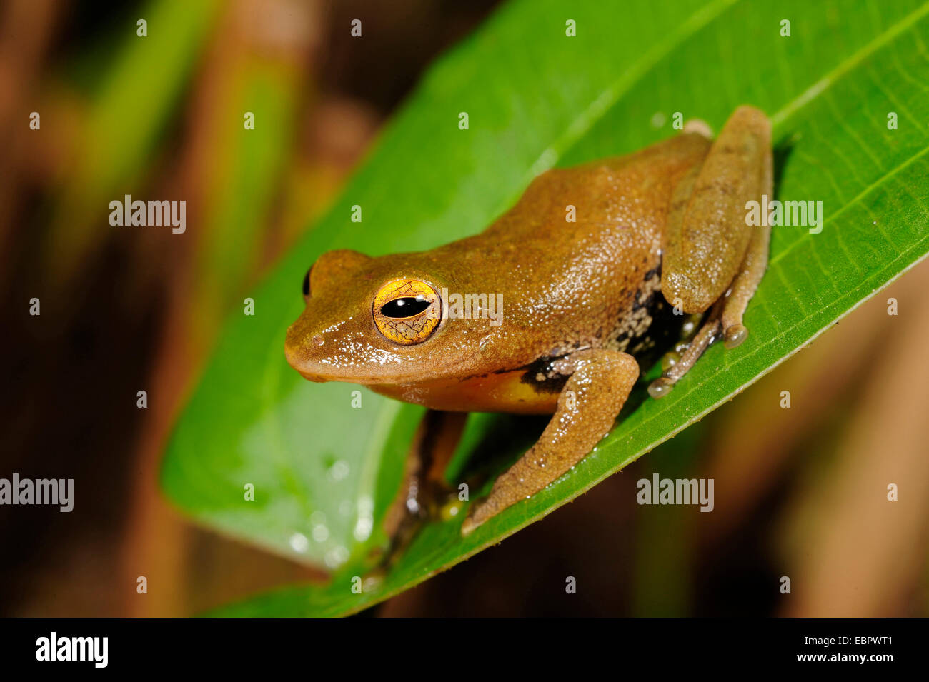 Arbusto (rana Philautus spec.), seduta su una foglia, Sri Lanka, Sinharaja Forest National Park Foto Stock