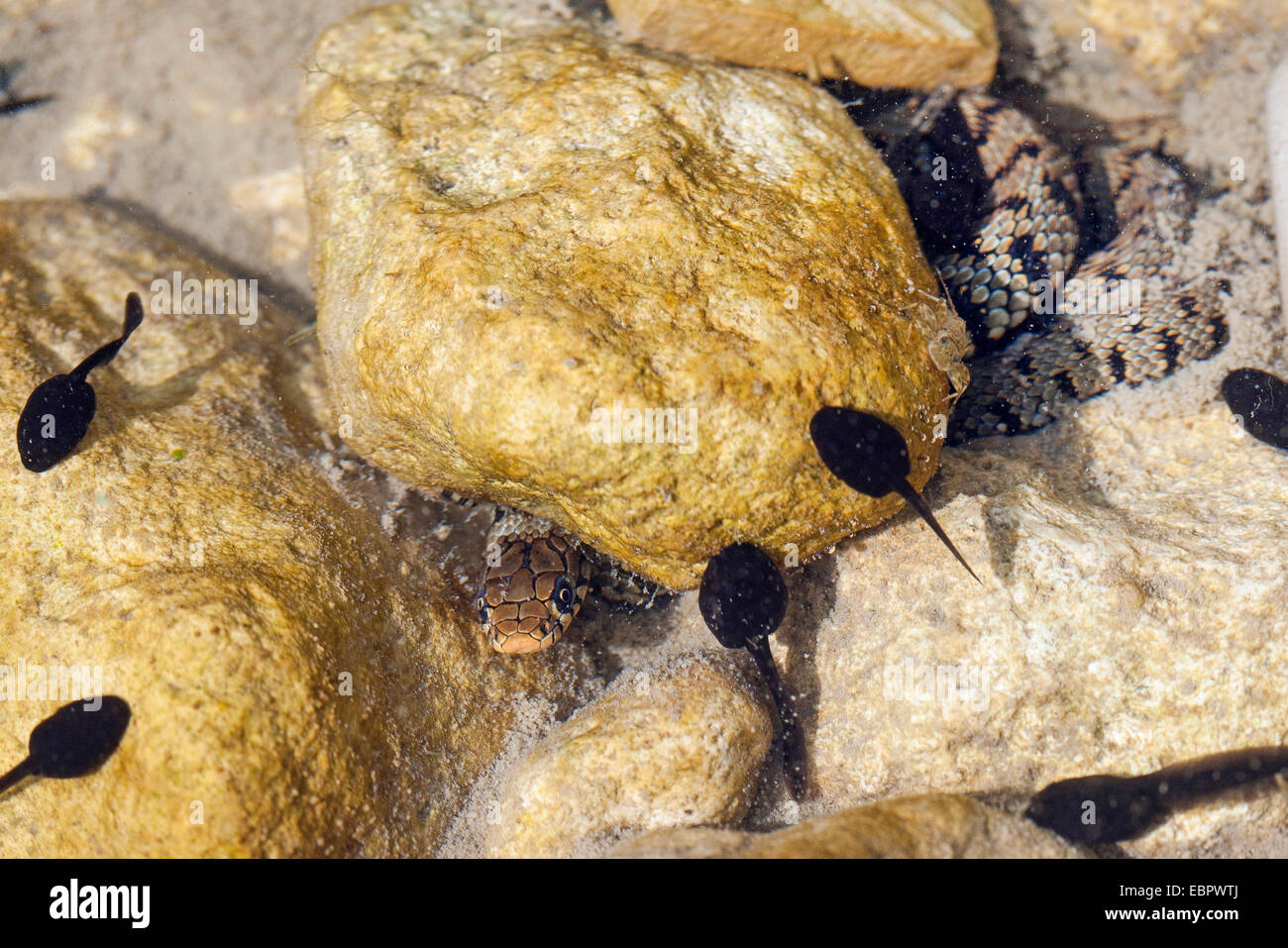 Il siciliano Biscia dal collare (Natrix natrix sicula), ambushing girini, Italia, Sicilia Foto Stock