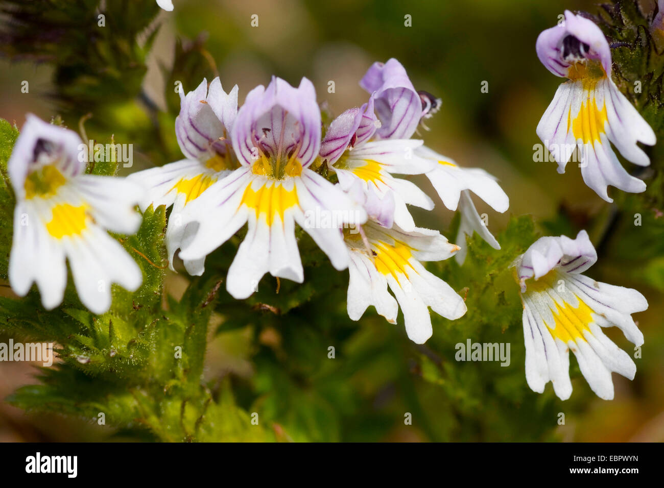 Eyebright (Euphrasia rostkoviana, euphrasia officinalis, euphrasia officinalis ssp. rostkoviana), fiori, Germania Foto Stock