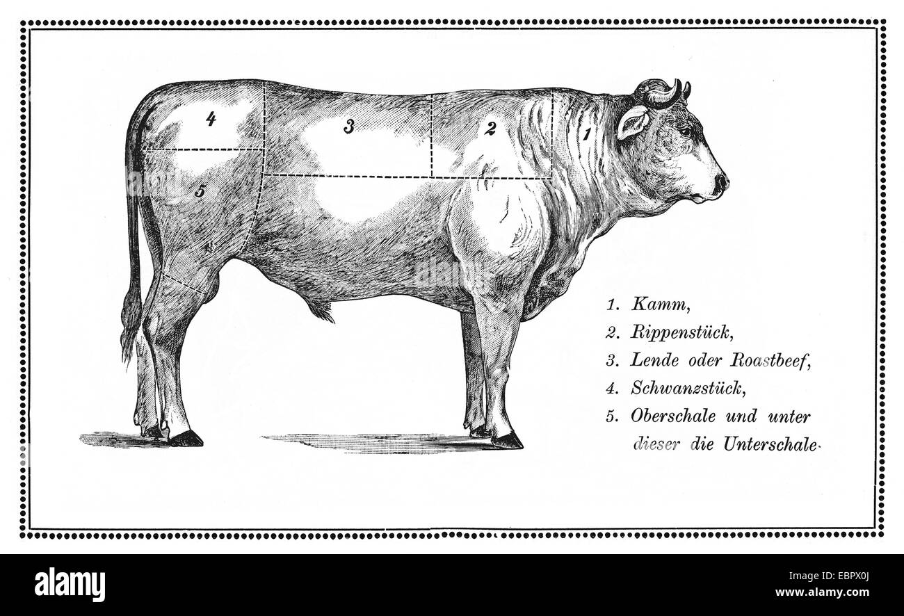 Un vecchio grafico di manzo con tagli numerati. Foto Stock