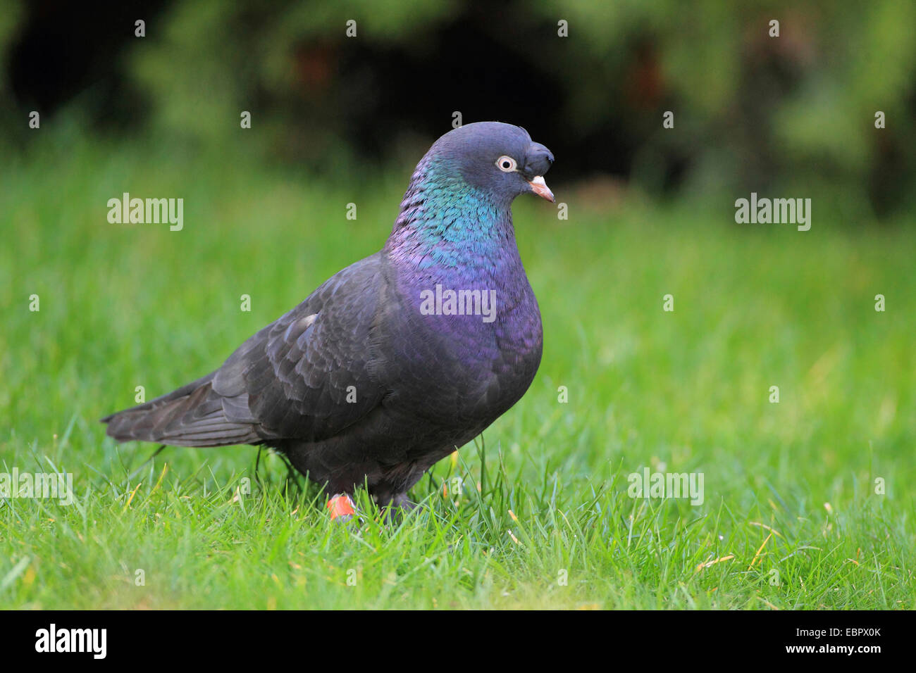 Il piccione domestico (Columba livia f. domestica), stando in piedi in un prato, Germania Foto Stock