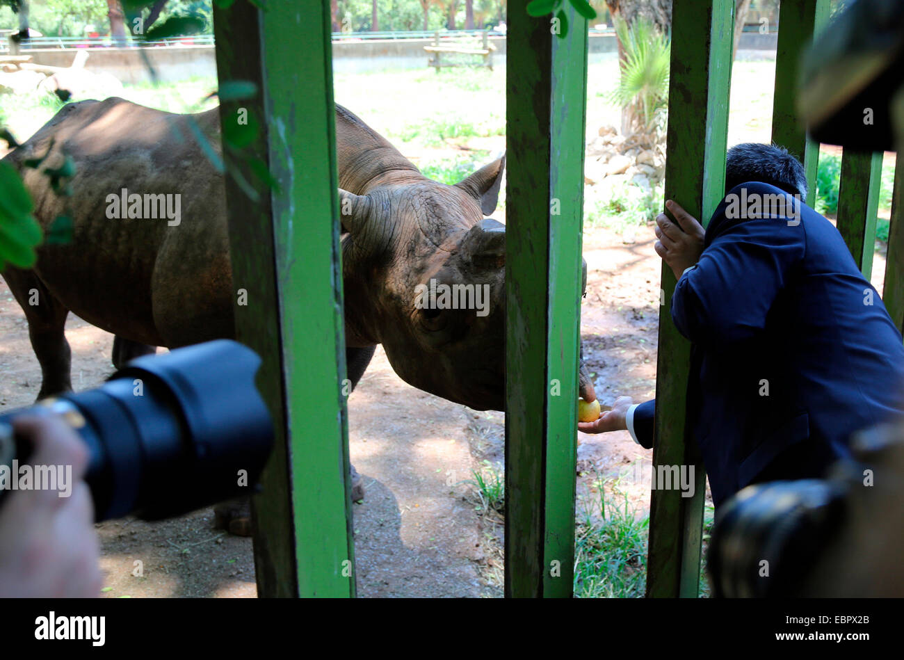 L'ambasciata cinese in Sud Africa adottano rhinoceros in Sud Africa sulla 03th Dicembre, 2014. Il rinoceronte' avvisatore acustico essendo tagliata per proteggere la loro vita. Foto Stock