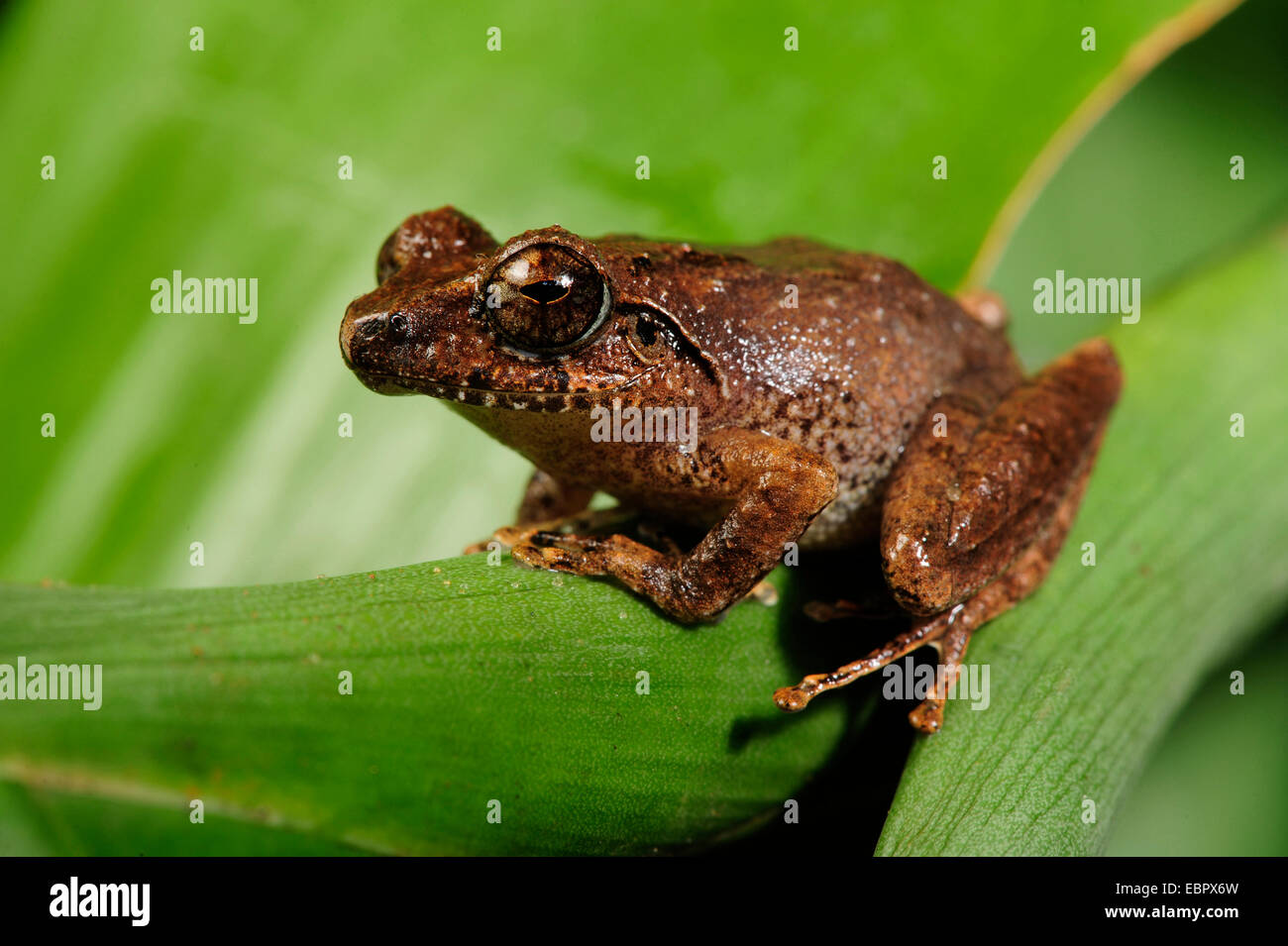 Arbusto (rana Philautus spec.), seduta su una foglia, Sri Lanka, Sinharaja Forest National Park Foto Stock