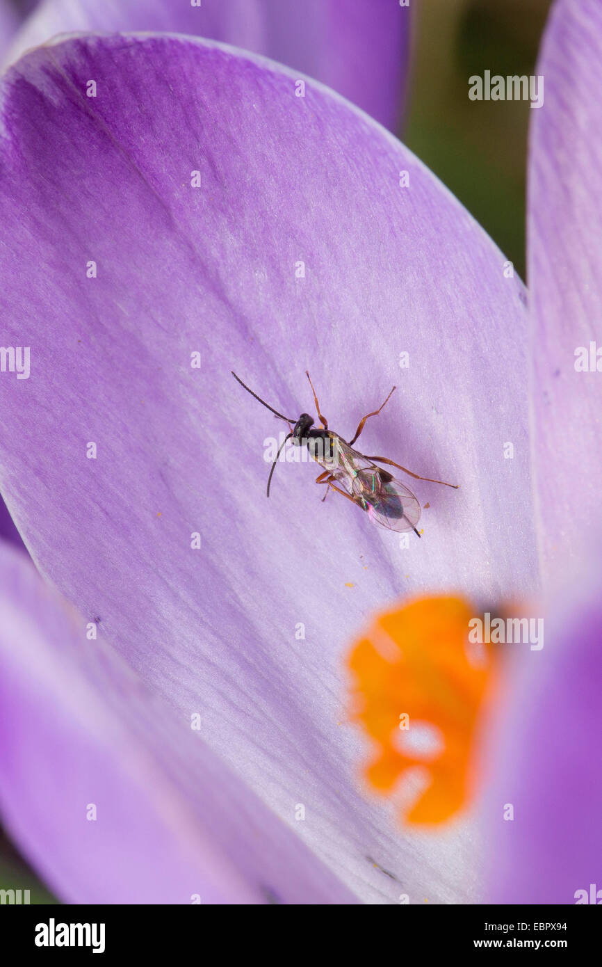 Ichneumon fly, ichneumon (Ichneumonidae), ichneumonfly in un fiore crocus, Germania Foto Stock