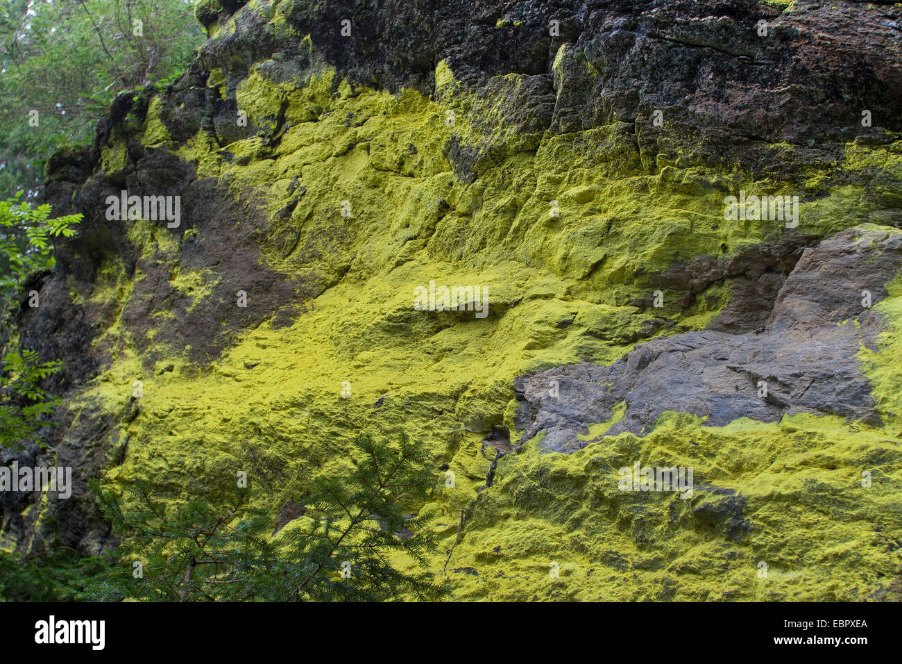 La polvere di zolfo lichen (Chrysothrix chlorina, Lepraria chlorina), su una roccia, Germania Foto Stock