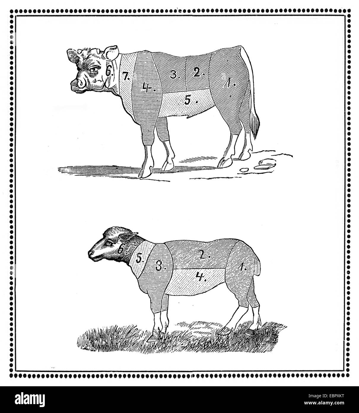 Vintage di maiale e di agnello grafico con tagli numerato Foto Stock