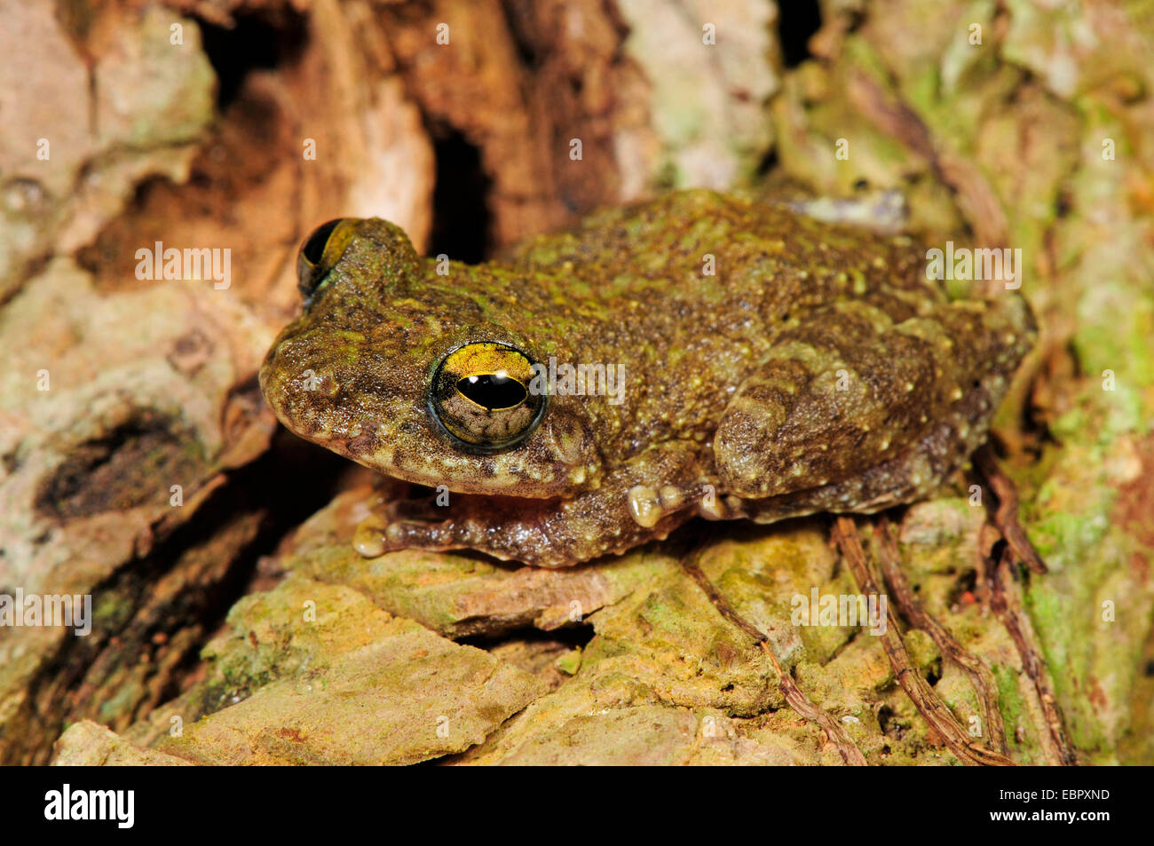 Arbusto (rana Pseudophilautus spec.), seduto su un ramo, Sri Lanka, Sinharaja Forest National Park Foto Stock