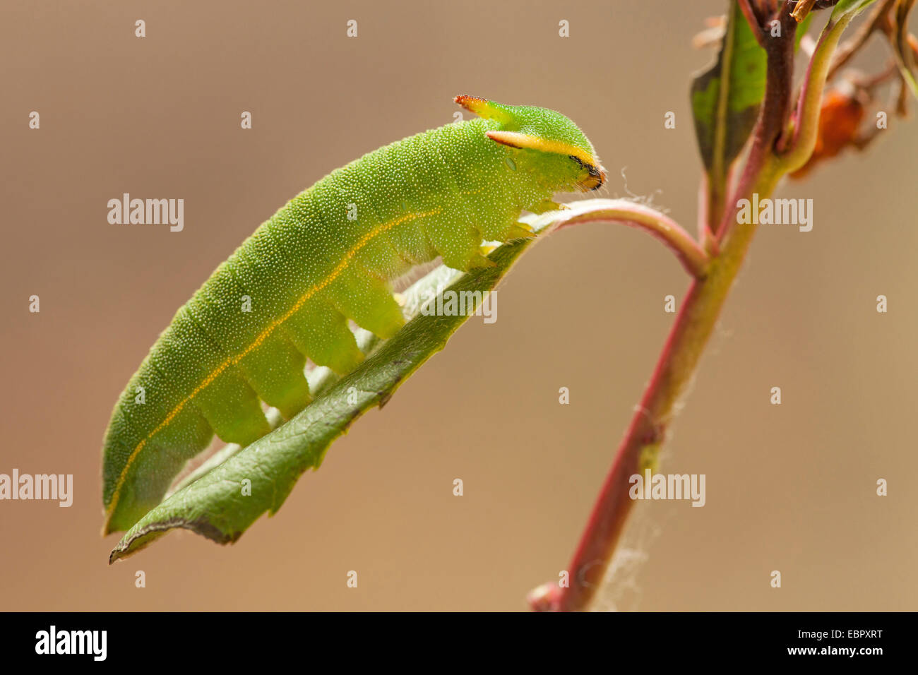 Due-tailed pasha (Charaxs jasius), Caterpillar su una foglia Foto Stock