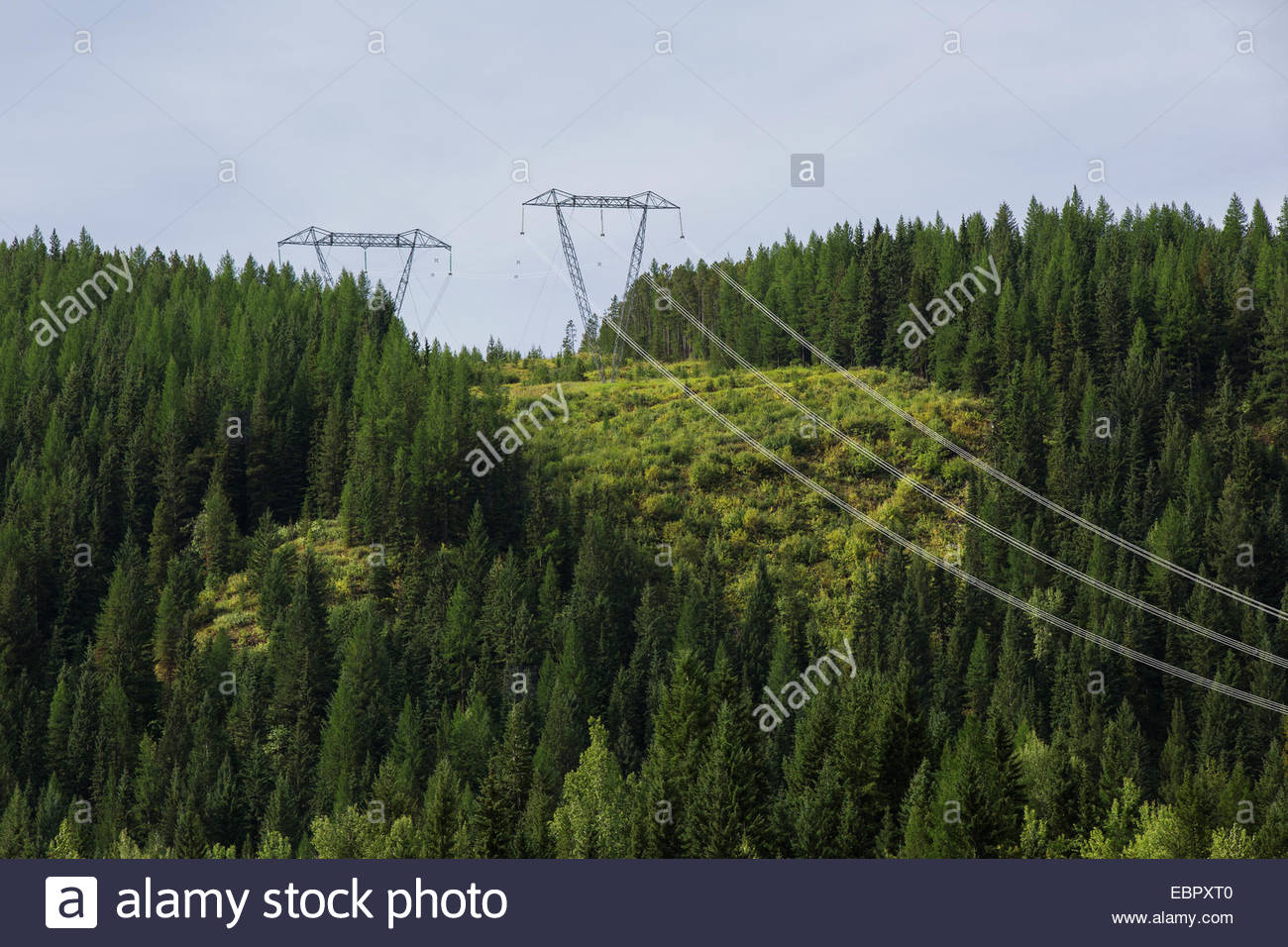 Le linee di alimentazione spanning forest hillside Foto Stock